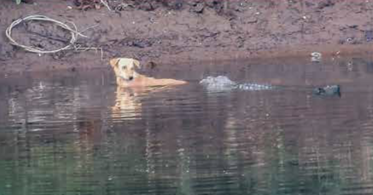 3 buaya “bisa dengan mudah memakan” seekor anjing liar di sungai mereka.  Mereka malah mendorongnya ke tempat yang aman.