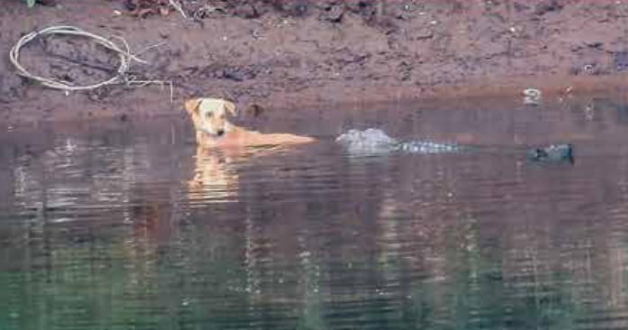 3 coccodrilli “avrebbero potuto facilmente mangiare” un cane randagio nel loro fiume.  Invece l’hanno spinta in salvo.