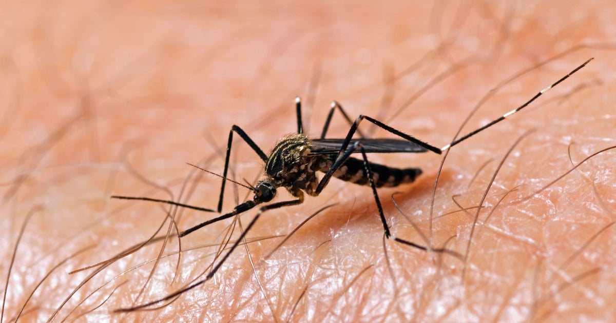 Broward County to spray for disease-carrying mosquitoes after uptick in activity Broward County to spray for disease-carrying mosquitoes after uptick in activity