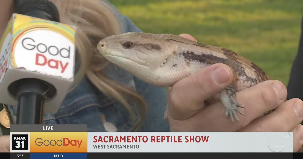 Sacramento Reptile Show preview - Good Day Sacramento