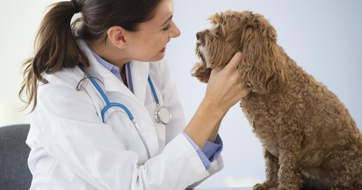 6 начина да направите посещенията при ветеринар по-достъпни