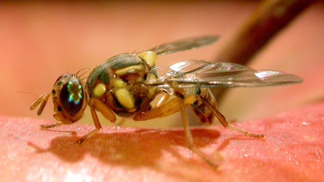 oriental fruit fly 