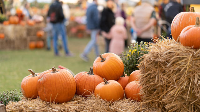 Pumpkins on straw bales against the background of people at an agricultural fair 