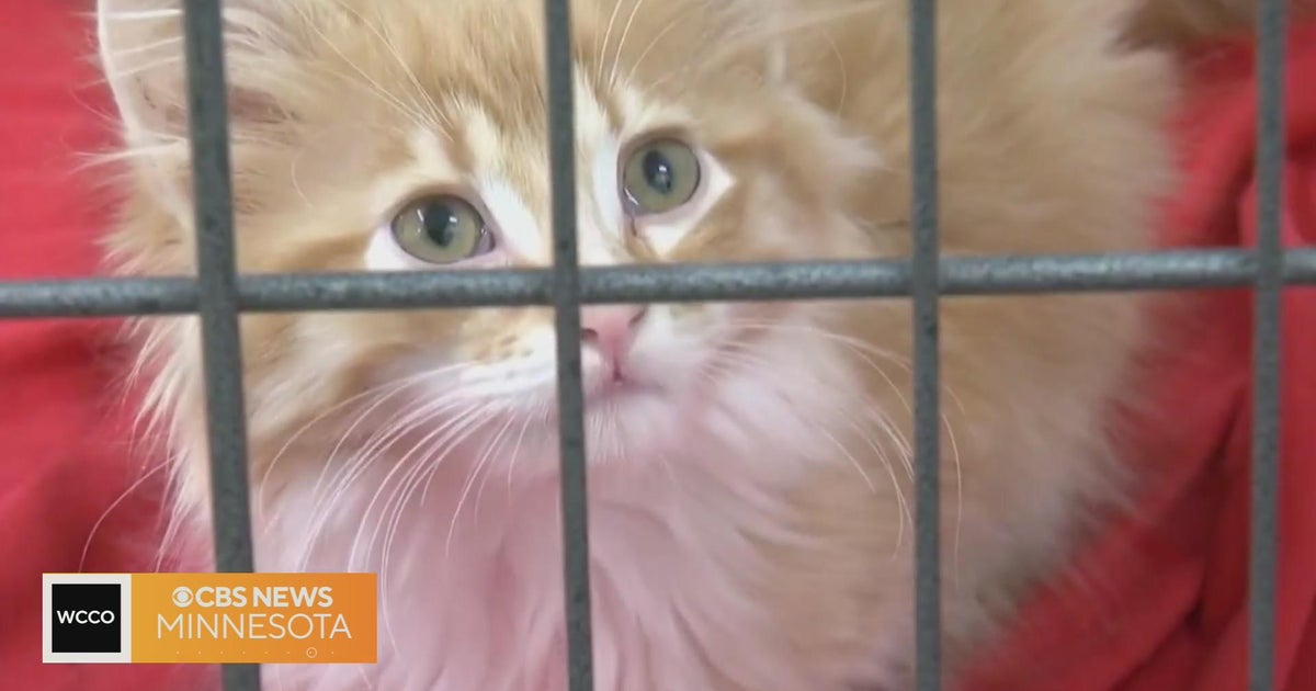 Secondhand Hounds changes it's name to The Bond Between - CBS Minnesota