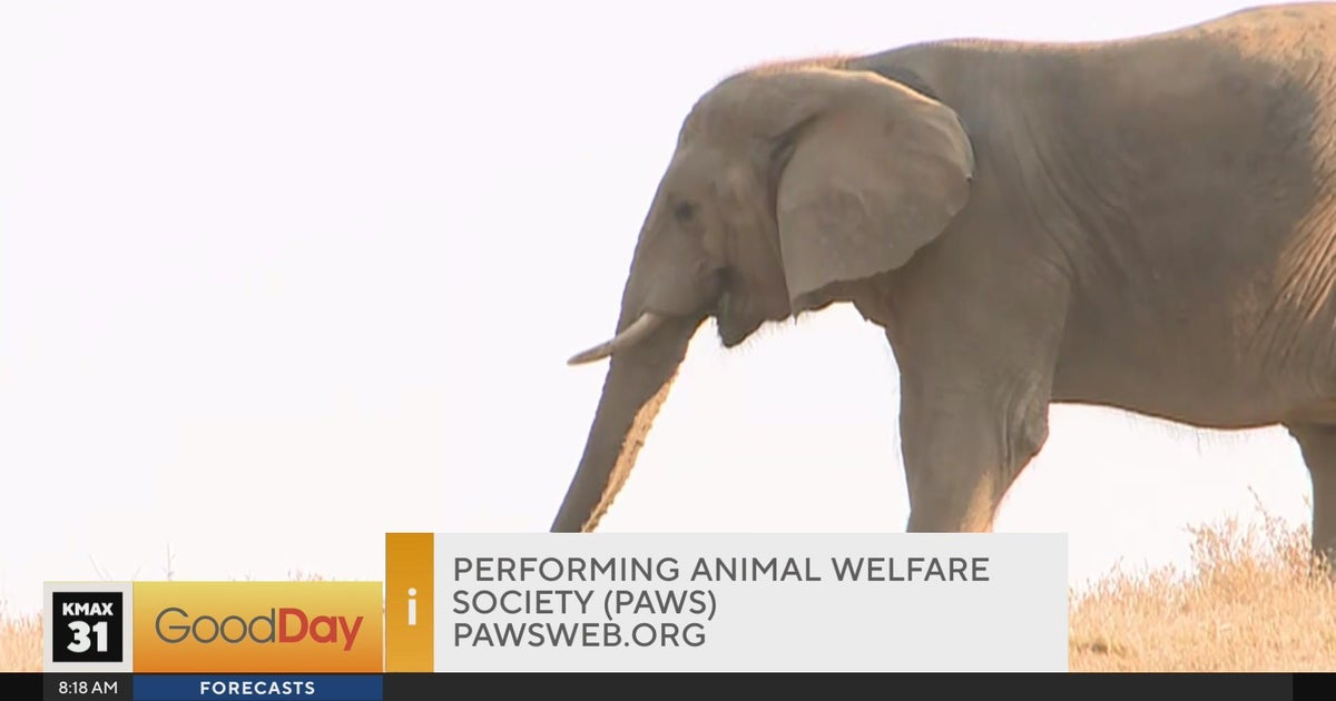 Cody's Caravan PAWS Animal Sanctuary Good Day Sacramento