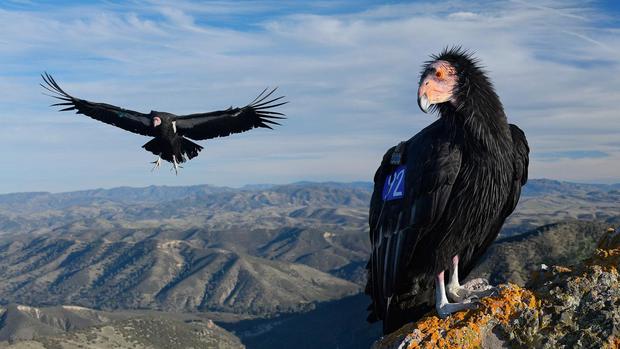 California Condors at Pinnacles National Forest 