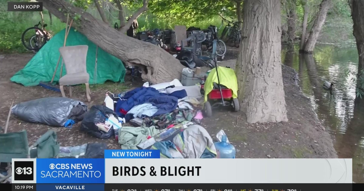 American River Parkway birds impacted by homeless