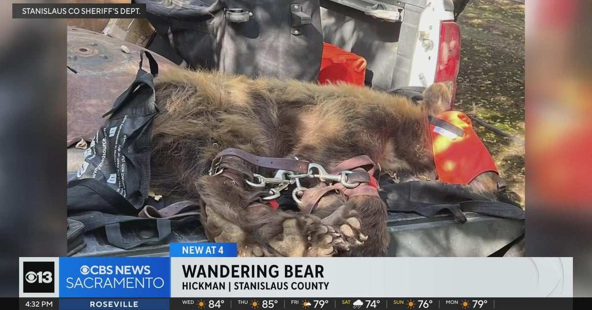 Wandering bear spotted in small town east of Modesto