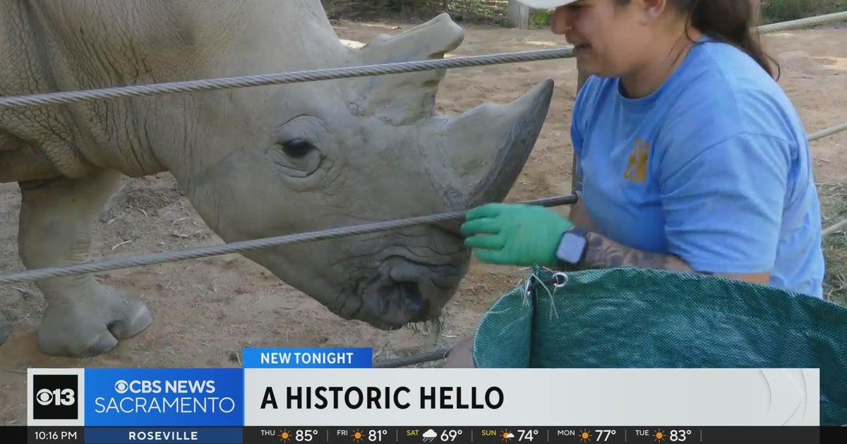 Sacramento Zoo gives historic welcome to rhinoceros