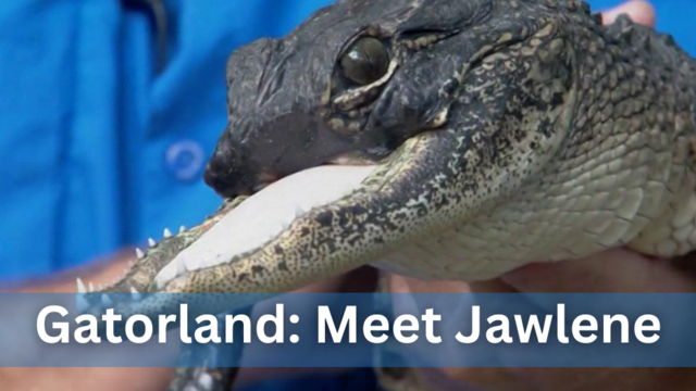 gatorland-florida-alligator-missing-top-half-of-its-jaw-officially-named.png 