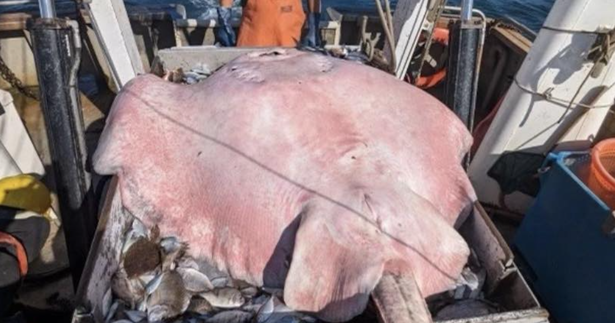 400-фунтов скат, уловен в Лонг Айлънд Саунд при „сравнително рядко“ наблюдение