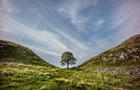 A young boy at Sycamore Gap on the Hadrian's wall 