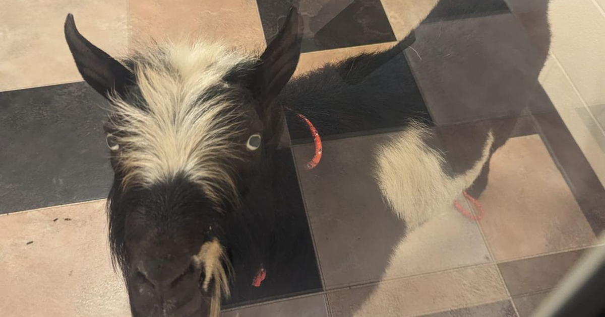 Police in Illinois municipality ask if anyone lost their goat