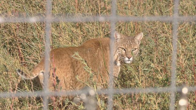 Group trying to get mountain lion hunting ban on Colorado's ballot, Colorado