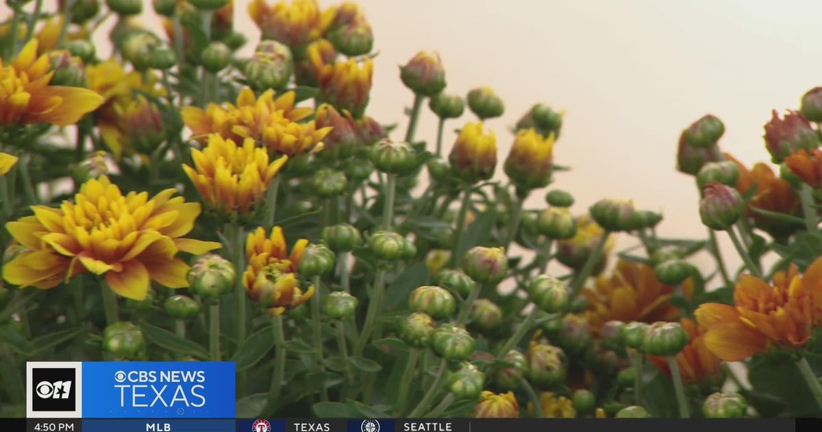 Gardening 101: Fall color, finally - CBS Texas