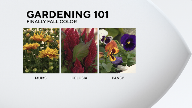 Gardening 101: Fall color, finally 