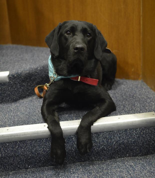 Wayne County Prosecutor's Office introduces canine advocate 