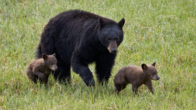 Black Bear (Ursus americanus) sow and two chocolate cubs of the year or spring cubs, Yellowstone National Park, Wyoming, USA 