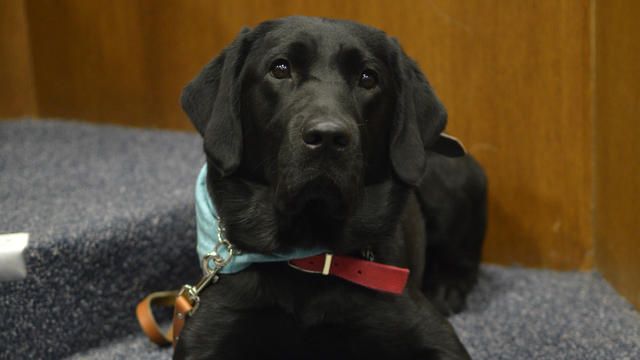 Wayne County Prosecutor's Office introduces canine advocate 