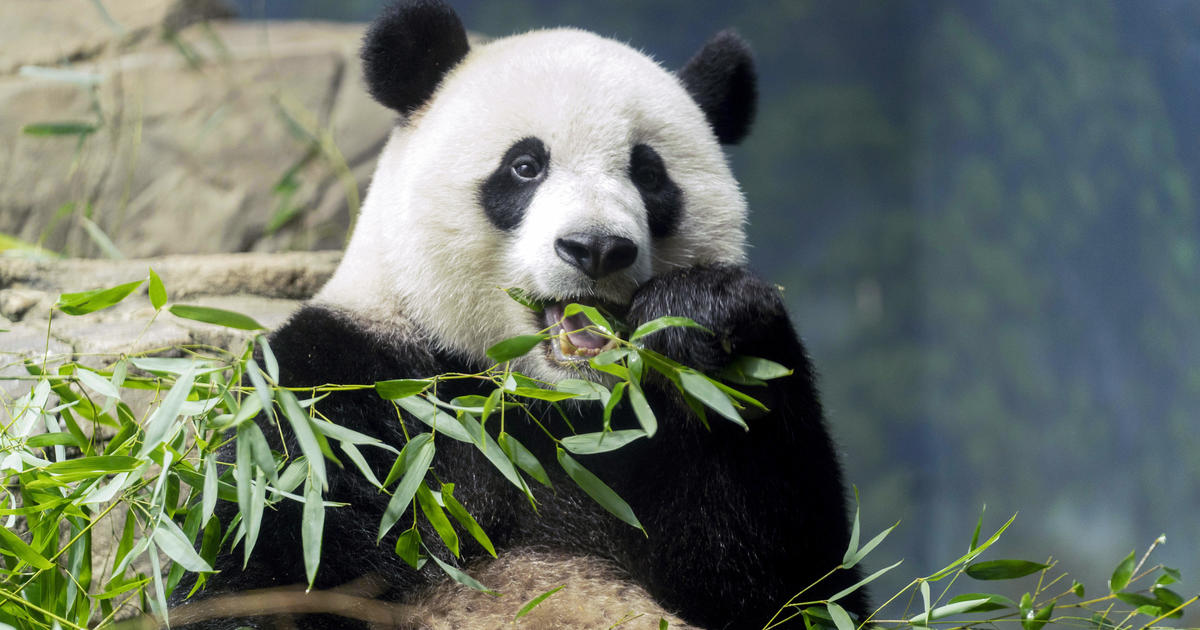 Любимите гигантски панди на Националния зоопарк Смитсониън започнаха пътуването си
