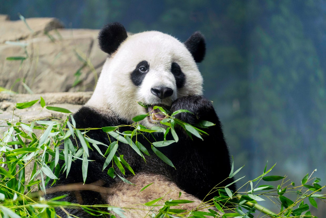 Panda Diplomacy 