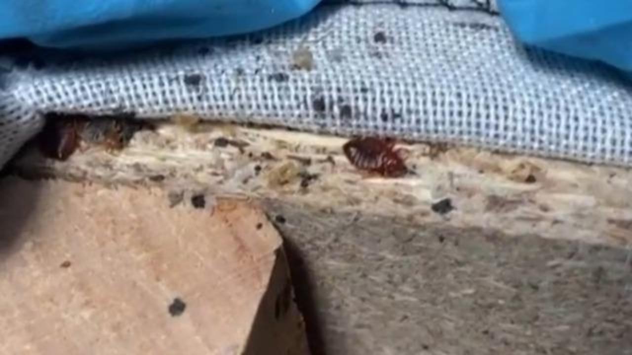 9+ Bed Bugs Colorado