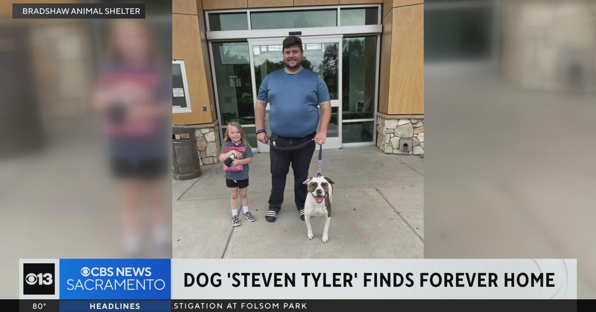 Dog named Steven Tyler finds forever home
