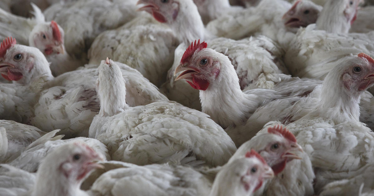 South Africa bird flu outbreaks see 7.5 million chickens culled, causing poultry and egg shortages