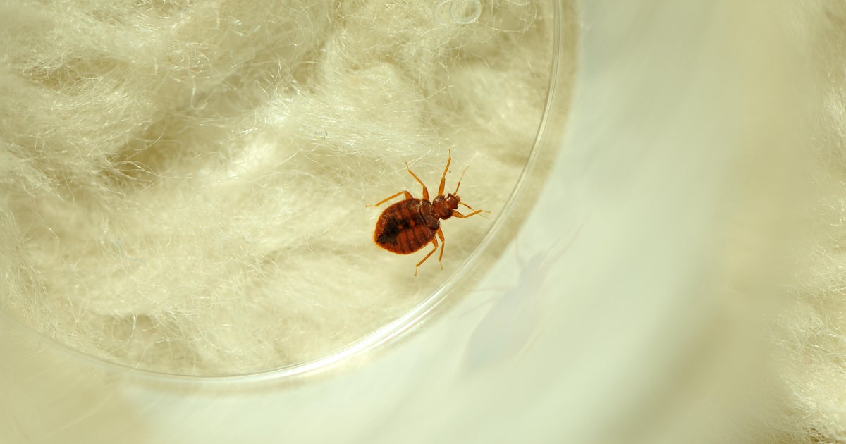 DFW is the 5th most bed bug-infested area in the U.S. 