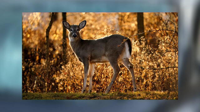 deer-mating-season-1.jpg 