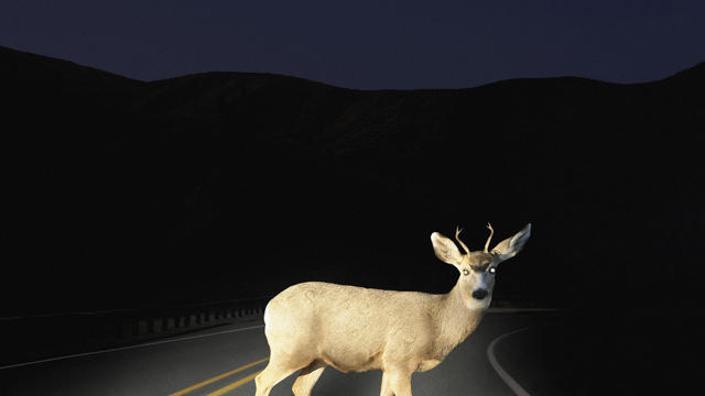 Deer crossing road caught in headlights 