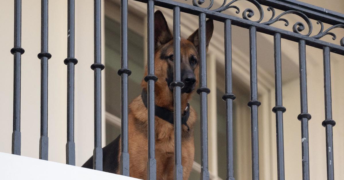 Bidens' dog, Commander, removed from White House after several documented attacks on Secret Service personnel