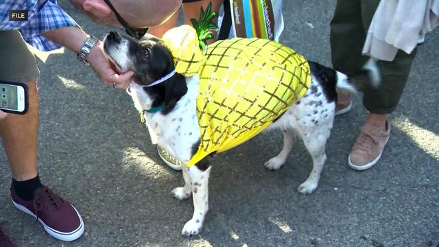 A white dog with black spots and a black head in a pineapple costume. 