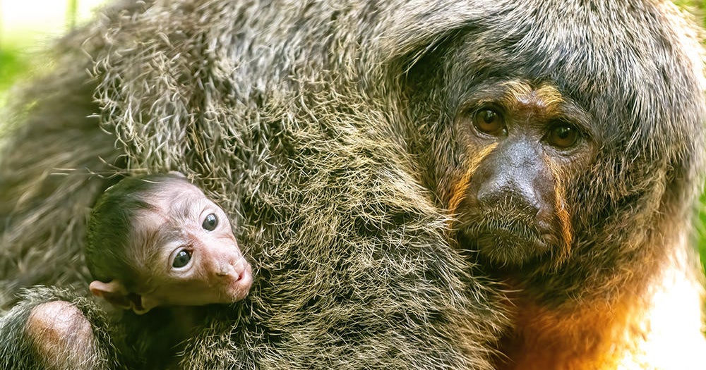 Zoo Miami welcomes White-Confronted Saki monkey Zoo Miami welcomes White-Confronted Saki monkey
