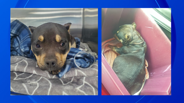 pregnant-dog-rescued-in-detroit.png 