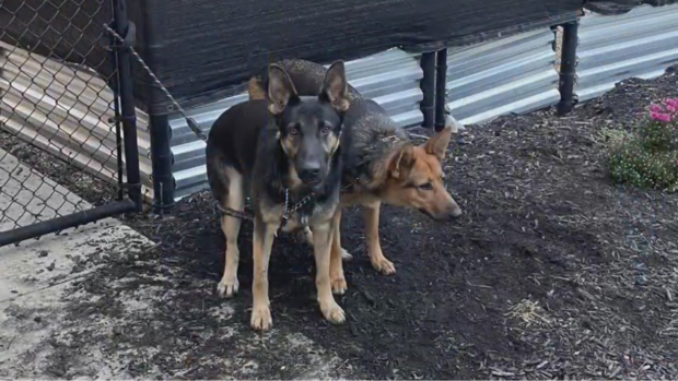 kdka-dog-abandoned-humane-animal-rescue-of-pittsburgh-1.png 