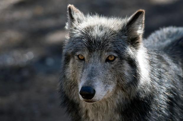 US-ENVIRONMENT-NATURE-WOLVES 