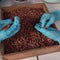 The bittersweet reality behind chocolate
