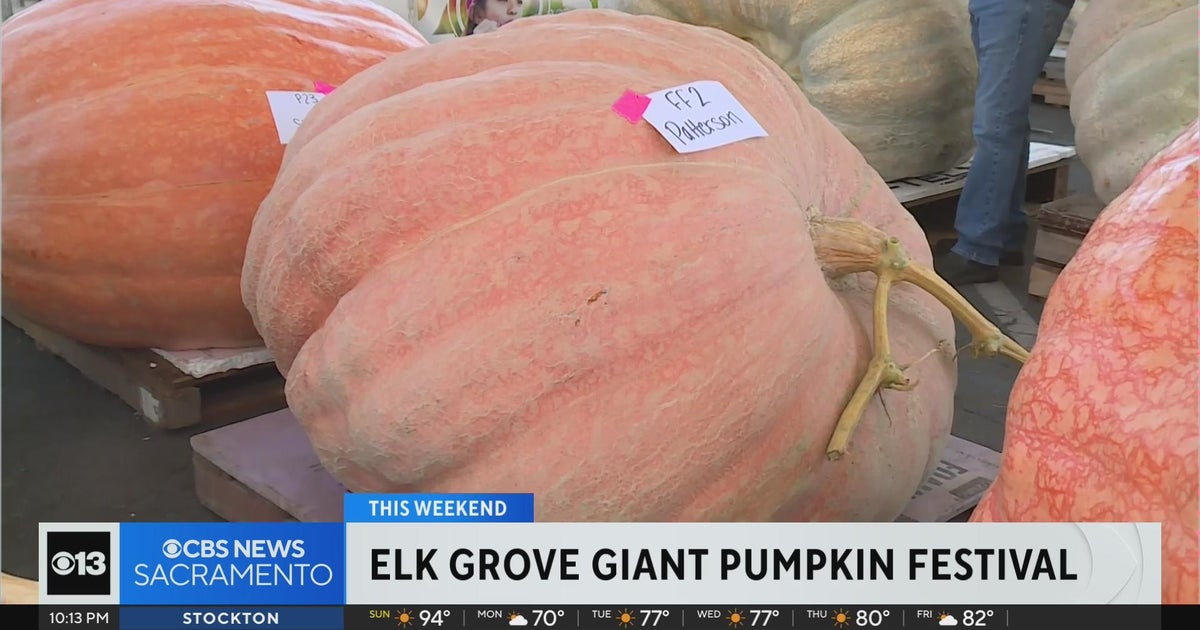 Giant Pumpkin Festival in Northern California draws thousands of spectators