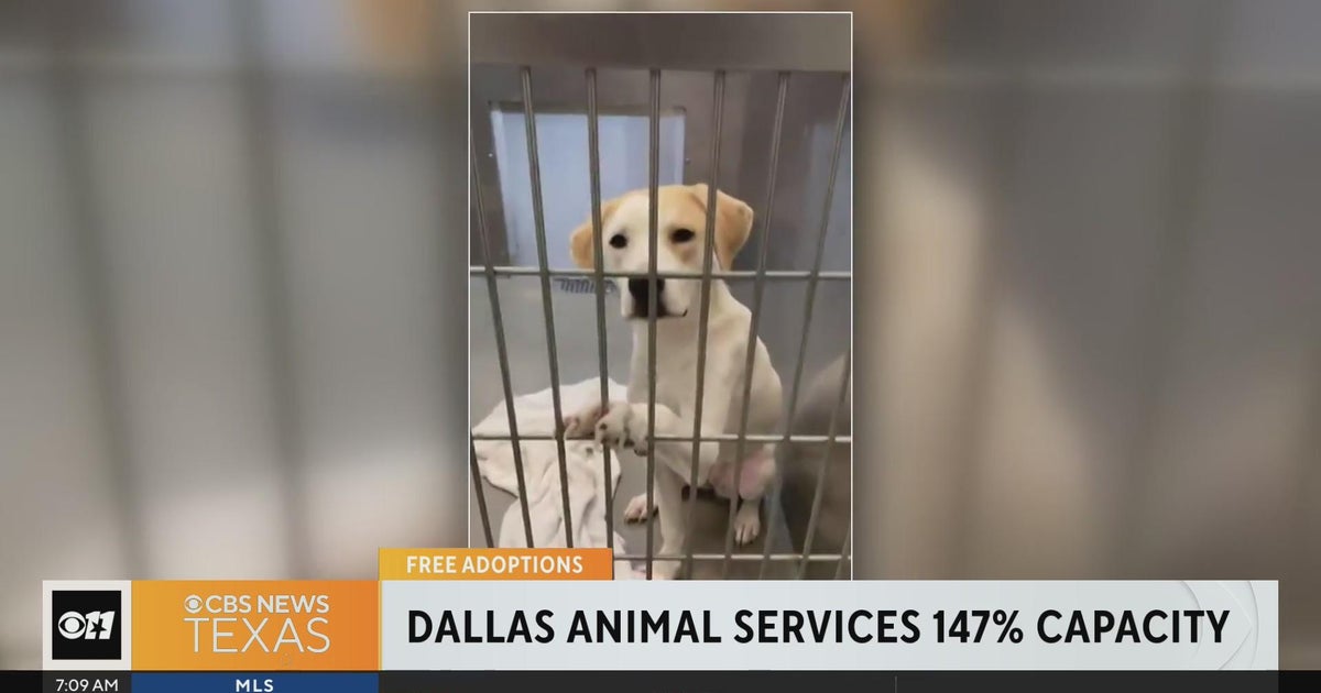 Dallas Animal Services at 147% capacity - CBS Texas