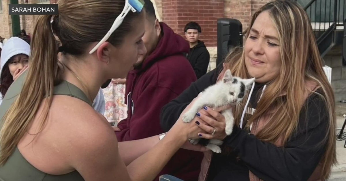 Runner rescues kitten during Chicago Marathon CBS Chicago