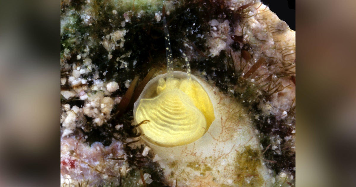 Newly discovered snail in Florida Keys is named after Jimmy Buffett ...