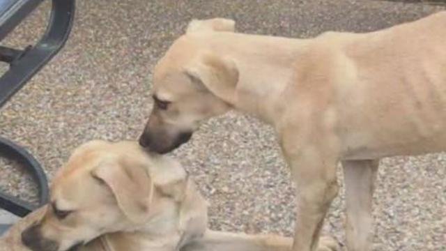 Dogs that escaped from illegally operated boarding business now looking for loving homes 