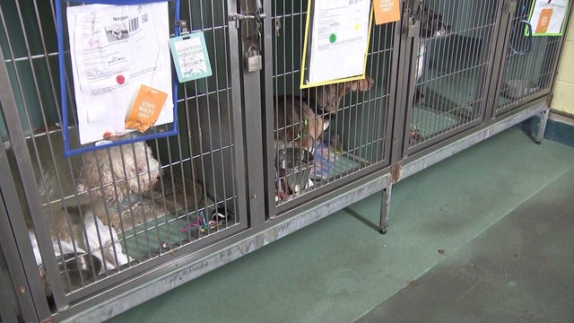 Dogs in cages at Animal Care Centers of New York City. 