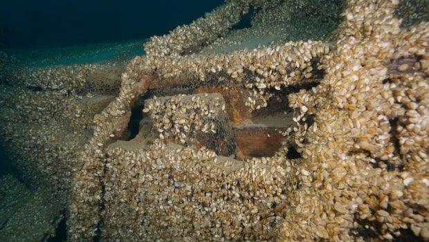 Close up of quagga mussels encrusting the Africa