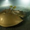 Luminescent photo of horseshoe crab wins Wildlife Photographer of the Year prize