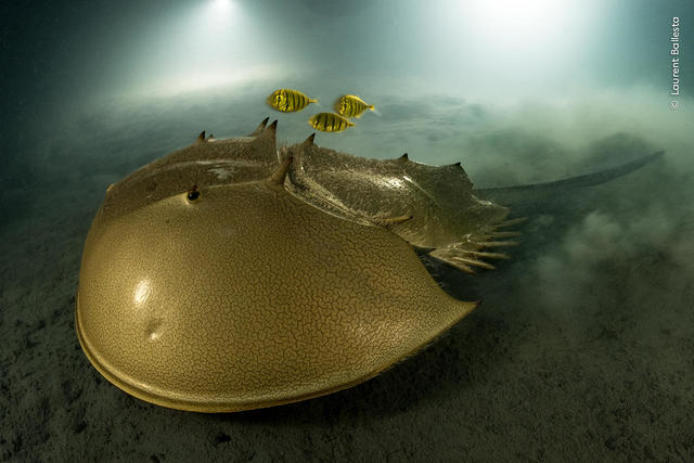 Luminescent photo of horseshoe crab wins Wildlife Photographer of