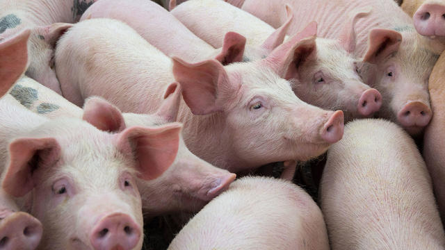 Livestock breeding. The farm pigs. 