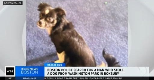 Boston Police looking for suspect in dog theft - CBS Boston