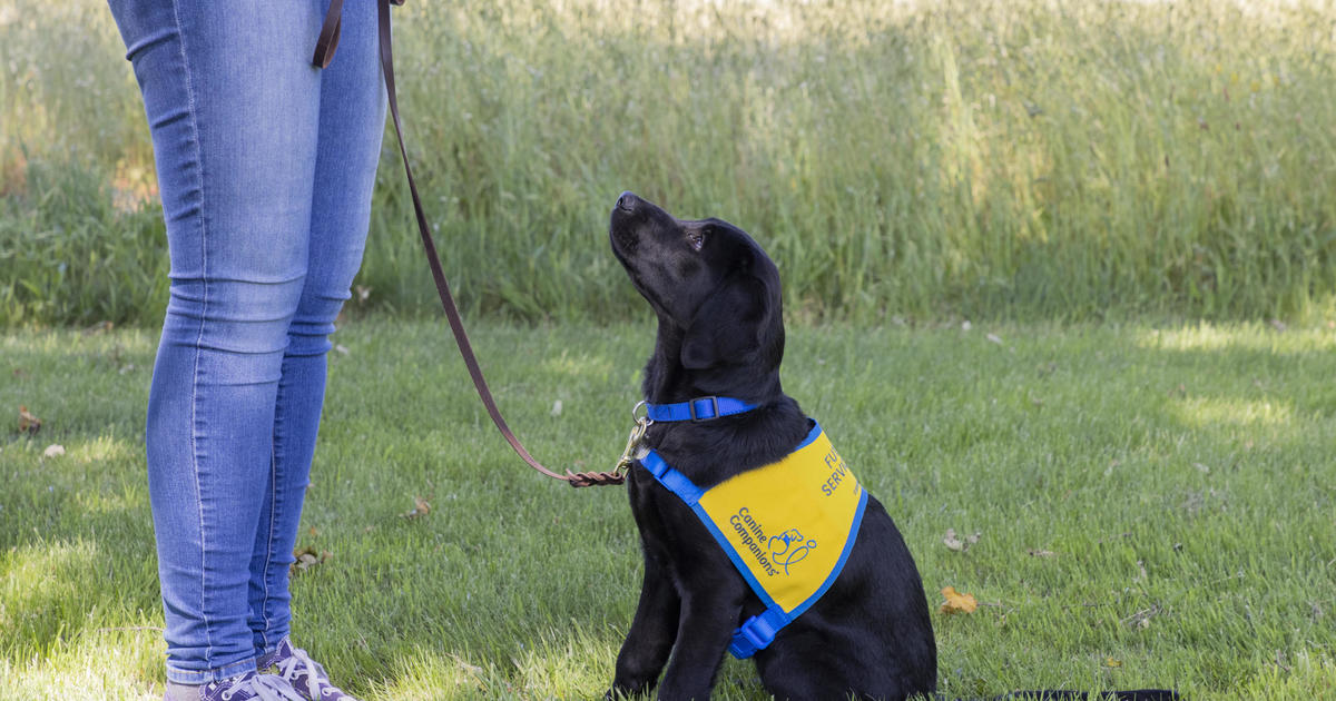 Pirates' pup Bucco paired with veteran before game - CBS Pittsburgh